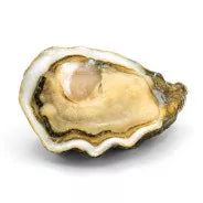Oyster La Baby Kys No.5