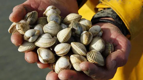Britany Cockles 500g