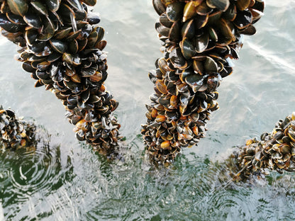 Danish Rope Mussels 1kg - PRE ORDER ONLY (Freshly Receive on Fridays)