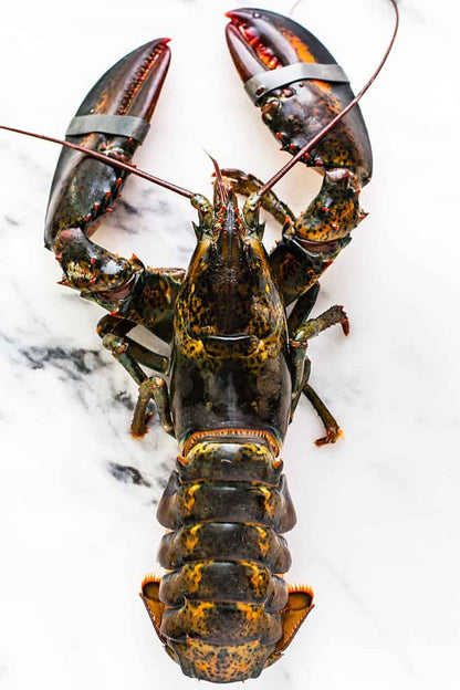 Live Britany BlueLobster 800-1000g