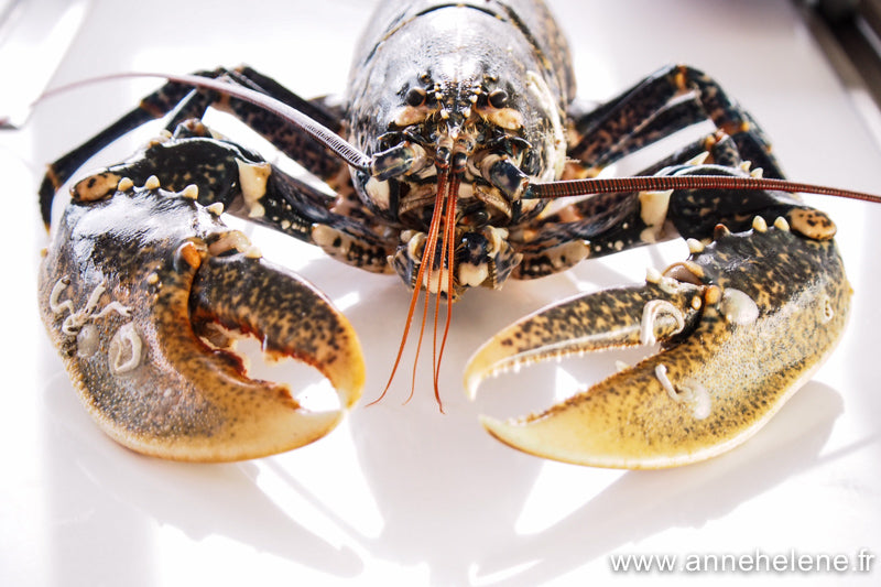 Live Britany BlueLobster 800-1000g