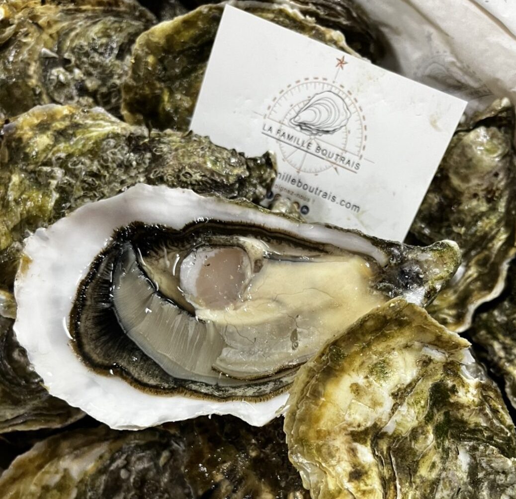 Oyster Ostra Regal N°3