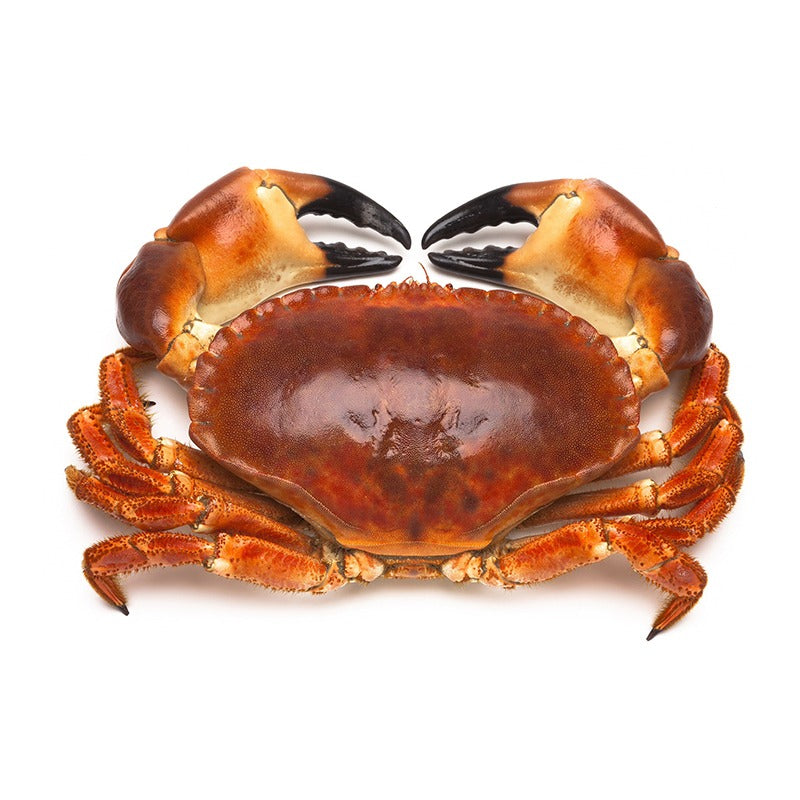 Brown Crab 800g cooked